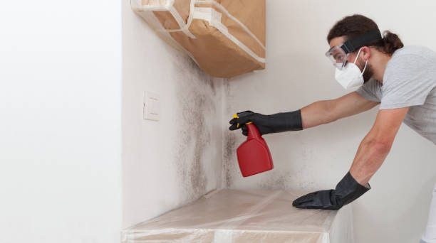 Professional Basement Mold Removal technician working in Baldwin, MD