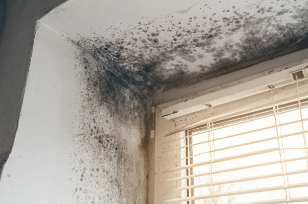 Affordable Basement Mold Removal solutions in Baldwin, MD